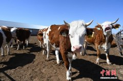 279亿元品牌价值背后：“通辽牛肉”的全产业链进阶